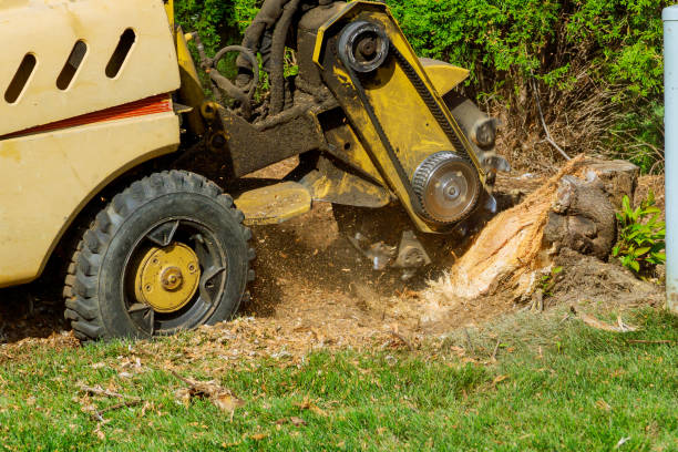 Professional Tree Service in Boswell, PA